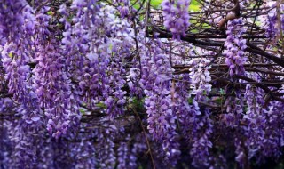 紫藤花怎么种植 紫藤花怎么种植方法