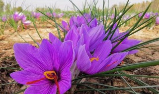 藏红花怎么种植 藏红花怎么种植的