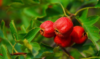 盆栽山楂树种植方法（盆栽山楂树种植方法图片）