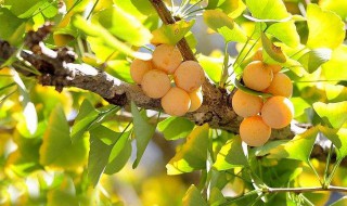 银杏果怎么吃 银杏果怎么吃最安全