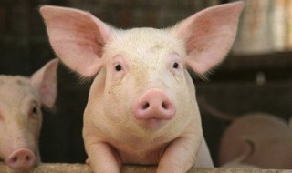 养猪用什么赚钱最快 养什么猪最赚钱?