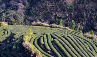 隆林地区茶叶种植的有利自然条件（隆林地区茶叶种植的有利自然条件有哪些）