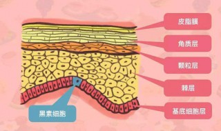 黑色素形成内因是什么 黑色素因为什么形成