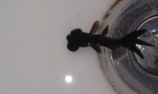 黑金鱼代表什么 黑色的金鱼叫什么