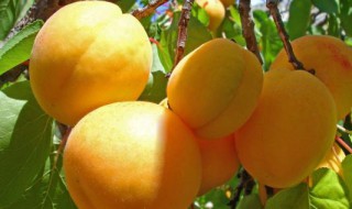 杏子的功效与作用（杏子的功效与作用及食用方法）
