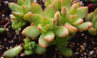 铭月和姬胧月的区别 铭月与胧月多肉的区别