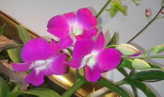 球兰花的花语是什么（球兰花的花语是什么意思）