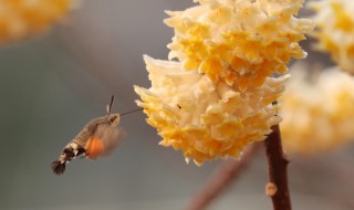 结香的花语（结香的花语除了爱情还有什么）