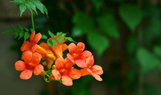 凌霄花养在家里吉利吗（凌霄花适合家养吗）