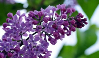 丁香花是花吗 丁香花是花吗?