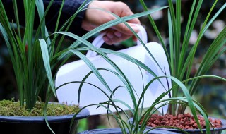 兰花移盆后能浇水吗（兰花移盆后能浇水吗春天）