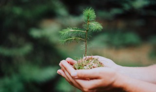 每两棵树间种一棵花什么意思（每两棵树间种一棵花什么意思呀）