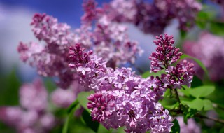 丁香花一年四季什么时候开（丁香花四季开吗）