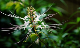 猫须草的养殖方法和注意事项 猫须草的养殖方法和注意事项