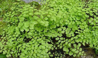 铁线蕨是什么植物 铁线蕨是什么植物裸子还是被子