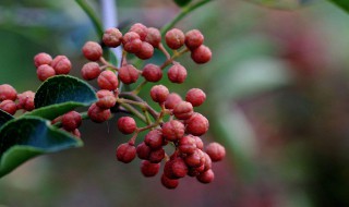 院子里能不能栽花椒树 院子里能不能种花椒树