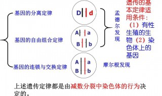 分离定律的适用条件 分离定律的适用条件和适用范围