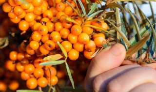 沙棘蓝莓汁功效 沙棘蓝莓汁功效与作用能治皮肤过敏吗