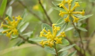 中药南岭荛花的功效与作用（菓花 中药）