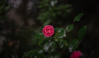 月季花的叶子像什么形状 月季花的叶子像什么形状图片