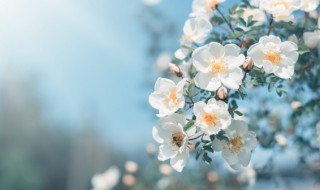 关于季节的作文 关于季节的作文300字