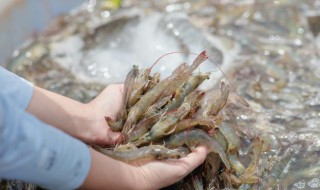 氰戊菊酯迷虾入笼方法 氰戊菊酯怎么抓龙虾