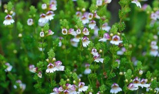 小米草怎么种（药用小米草可以种植吗）