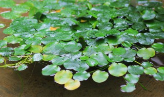 马蹄金种子怎么种（马蹄金种子种植方法）