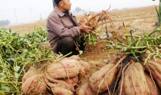 土瓜应怎么种植 土瓜应怎么种植才好