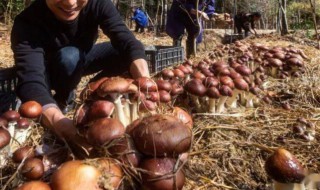 菌菇怎么种植（菌菇怎么种植在花盆里）