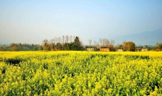 油菜花能钓鱼吗 油菜花可以钓鱼吗