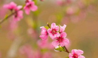 桃花的习性及特点（桃花生长的特点）