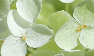 白色绣球花的花语是什么 绣球花的花语 白色