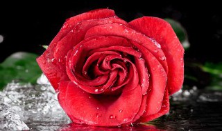 红玫瑰花语是什么（199朵红玫瑰花语是什么）