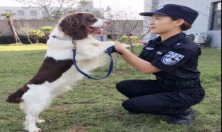 警花与警犬中都有什么犬（警花与警犬里的犬都是什么犬）