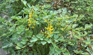 岩黄连的功效与作用 岩黄连的功效与作用 功能主治