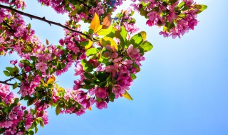 长春花种子怎么种 长春花种子种植