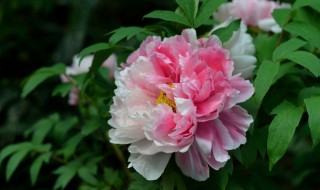 牡丹适合什么季节种植（牡丹适合什么季节种植最好）