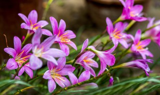 风雨兰适合什么季节种（风雨兰适合什么季节种植）