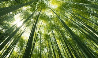 山风吹空林 山风吹空林,飒飒如有人