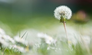 蒲公英的保健食疗吃法盘点（蒲公英怎吃好）