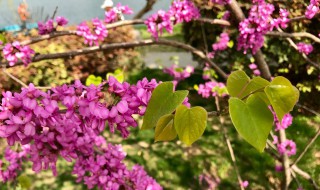 紫荆花有什么寓意 紫荆花象征着什么寓意