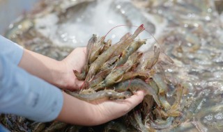 香辣虾食谱 香辣虾美食杰