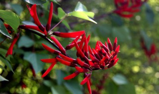 龙芽是什么意思（龙芽新占的意思）