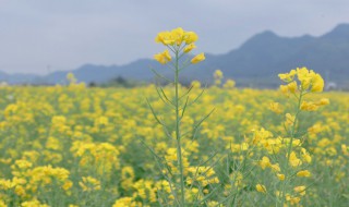 梦见油菜是什么意思（梦见菜油是什么预兆）