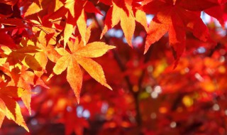 关于秋天的词语大全 关于秋天的词语有哪些词语