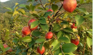 大果红花油茶适应什么地方种植 大果红花油茶产量及种植技术