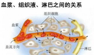 组织液来自于哪里 组织液来自于哪里的液体