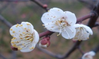 白梅花加玫瑰花功效 白梅花加玫瑰花功效与禁忌