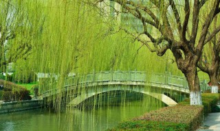 柳树的习性（柳树的性状）